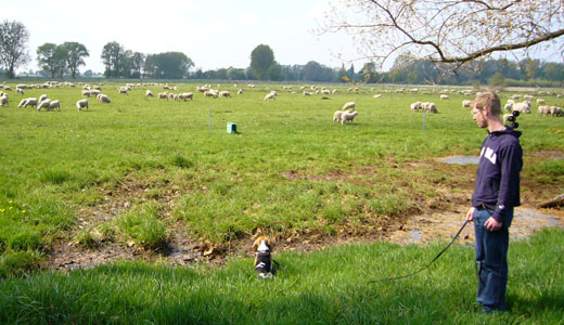Beagle und die Schafherde